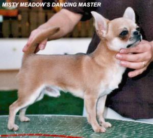 MISTY MEADOW'S DANCING MASTER